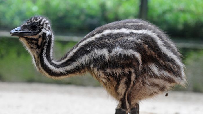 Entlaufener Emu ärgert die Polizei
