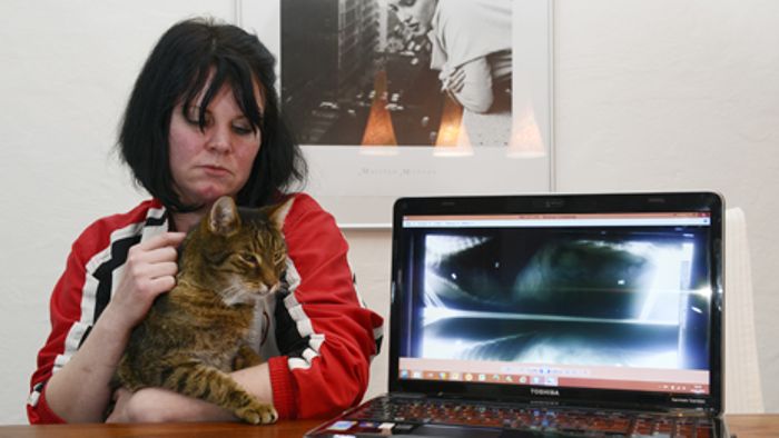 Unbekannter schießt auf Katzen: Besitzer setzt 200 Euro Belohnung aus