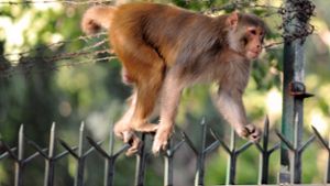 Affe lässt Geldregen über Tempelbesuchern in Indien niedergehen