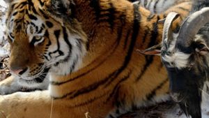 Ziegenbock trifft Zoo-Freund Tiger wieder