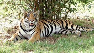 USA: Polizei erschießt freilaufenden Tiger