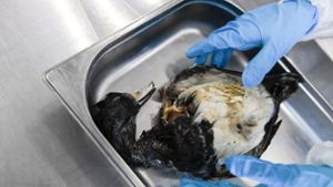 Kreis Hof: Vogelgrippe-Verdacht bestätigt