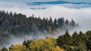 Zwei neue Pilzarten im Bayerischen Wald