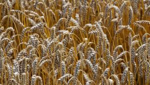 Polizei fasst Getreidediebe mit 250 Kilo Weizen