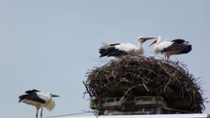Oberkonnersreuth: Storchenbaby wieder zurück im Nest