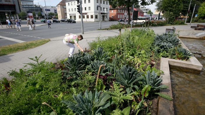 Gemüsebeef: Bayreuth streitet übers Beet