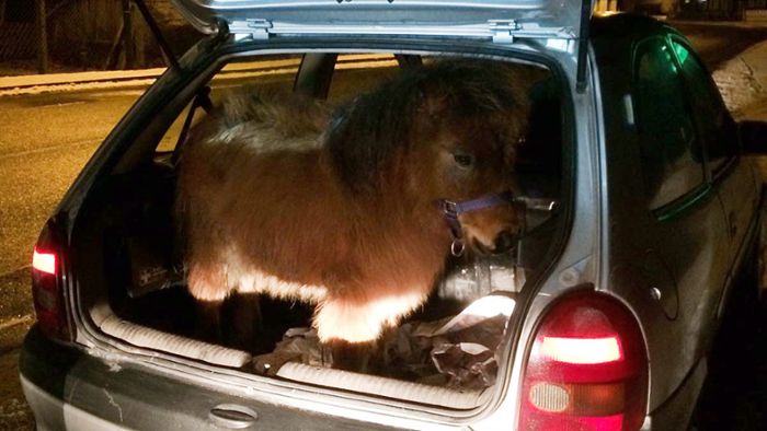 Polizei hält Auto an: Pony im Kofferraum