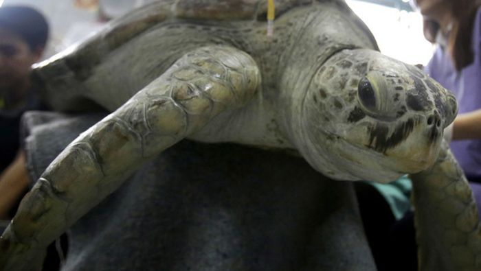 1000-Münzen-Schildkröte stirbt nach Not-OP
