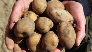 Kartoffeln: Wissen zum Angeben