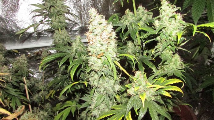 Waffen und Cannabispflanzen entdeckt