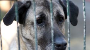 Polizei rettet elf verwahrloste Hunde