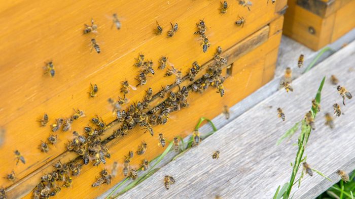 Bienen: Völkersterben im Frost