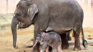 Erste Fotos vom Elefantenbaby „Mäuschen“