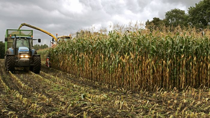 25 Prozent Mais wird in Biogasanlagen verfeuert