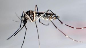Gentechnisch veränderte Mücken breiten sich in Brasilien aus