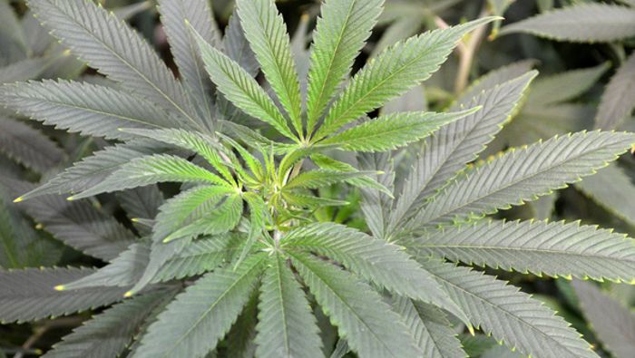 Details zu Riesen-Fund von Marihuana