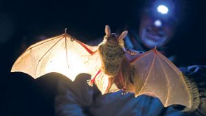 Wie gefährlich sind Windräder für Fledermäuse?