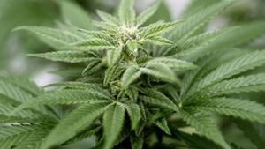 Cannabis-Plantage vor dem Dönerladen