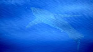 Weißer Hai nahe Mallorca entdeckt