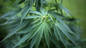 Breiter Konsens für Cannabis-Liberalisierung - Modellversuch geplant