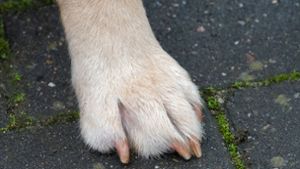 Dutzende Hunde für Tierversuche in Thüringen genutzt