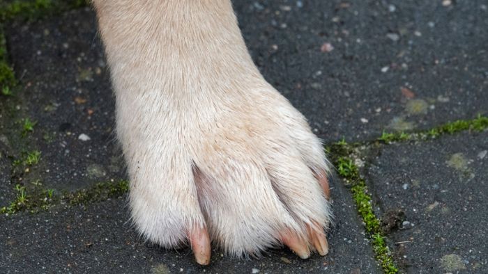 Dutzende Hunde für Tierversuche in Thüringen genutzt