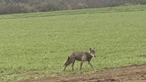 Junger Wolf spaziert durch Braunersgrün