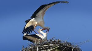 Ruhe für den Storch: Keine Kracher in Oberkonnersreuth