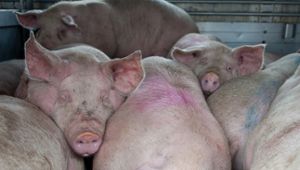 Schweinetransporter kippt - 35 Tiere verenden