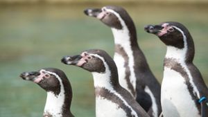 Polizei rettet Plüsch-Pinguin