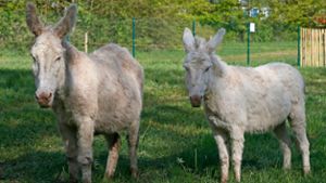 Bayreuth: Das sind Ihre Namensideen für die weißen Esel vom Röhrensee