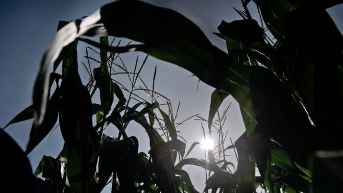 Biogasanlagen: Landwirt bleibt auf Wildschäden im Mais sitzen