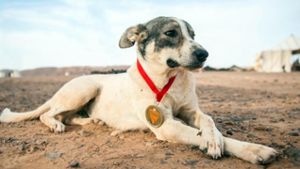 Streunender Hund begleitet Sahara-Ultramarathon