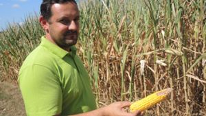 Landwirte beginnen sechs Wochen früher mit der Maisernte