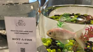 Miet-Goldfisch für einsame Gäste