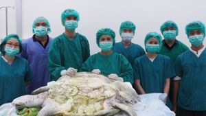 Schildkröten-OP: Ärzte finden 1000 Münzen