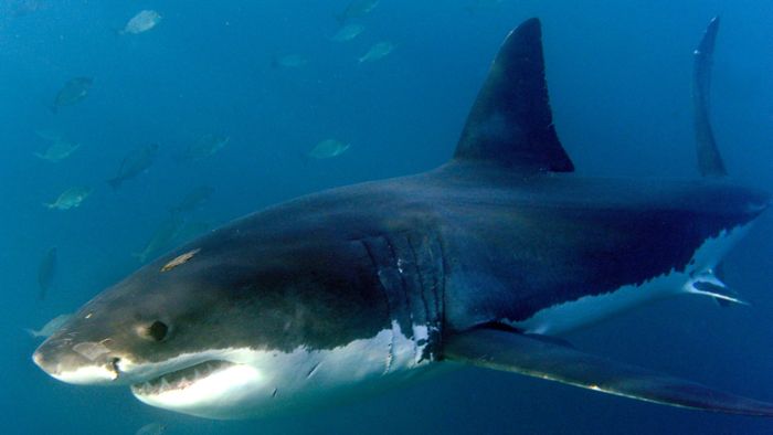 Australischer Surfer von Hai gebissen