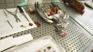 Lindau/Starnberg: Vogelgrippe bestätigt