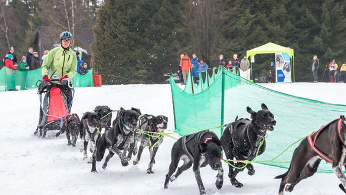 Schlittenhunde rennen um Meistertitel