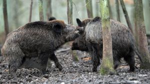 Rekord: Über 2000 Wildschweine erlegt