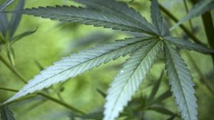Firma sucht Cannabis-Bauern