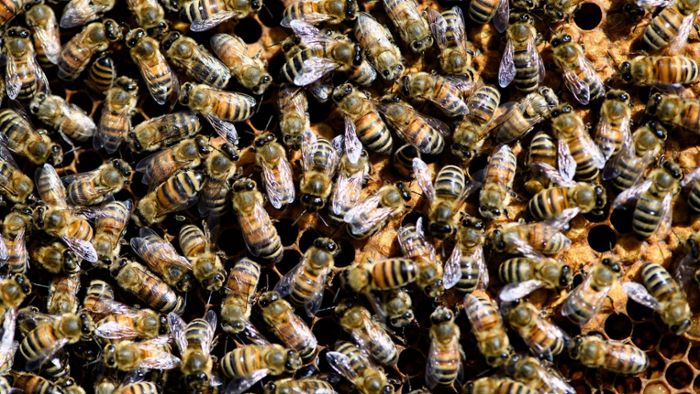 Unbekannter verschließt Bienenstock
