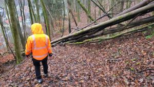 Bad Berneck lässt kranke Bäume fällen