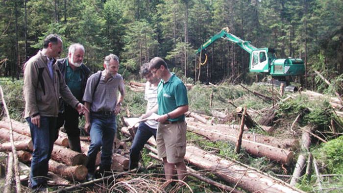 Forst renaturiert Fläche am Hirschhorn  Wald wird ausgedünnt