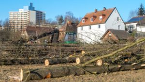 Altstadt: Pilz macht Erlen kaputt