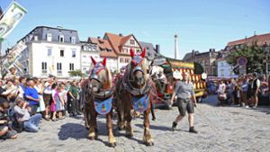 So üben die Kulmbacher Pferde für den Festzug
