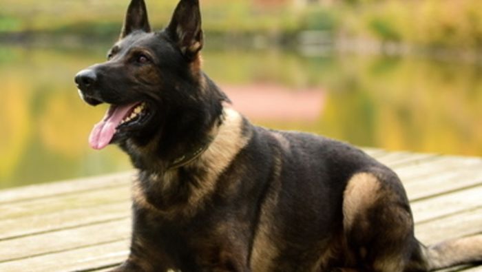 Polizeihund rettet Mann vor Erfrierungstod