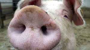 Unglück beim Schlachten: Schwein ersticht Mann