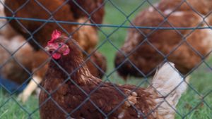Verband fordert wegen Vogelgrippe genaue Einhaltung der Stallpflicht