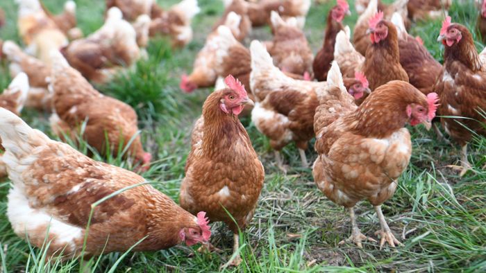 Bayerische Hühner legen 777 Millionen Eier